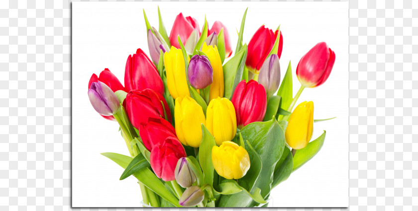 Tulip Lossless Compression Flower PNG