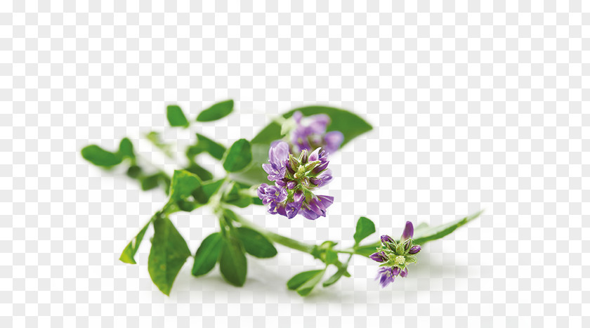 Alfalfa Transparent Background Nutrition Health Food PNG