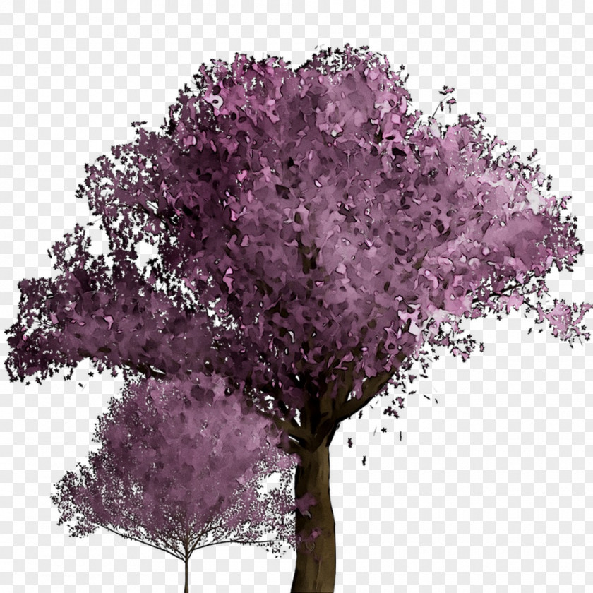 Cherry Blossom ST.AU.150 MIN.V.UNC.NR AD Purple Cherries Shrub PNG