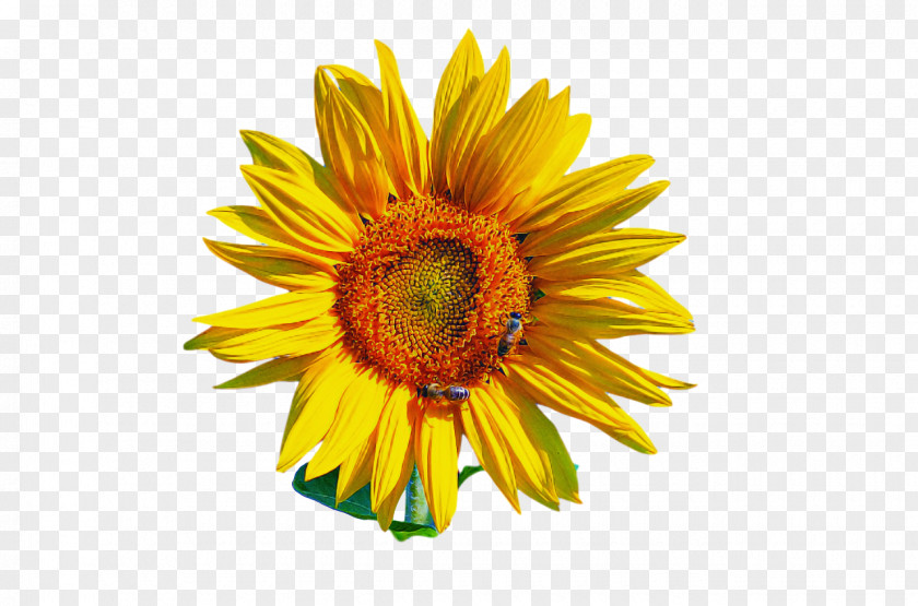 Daisy Family Sunflower Seed Cut Flowers Doctorate Personal Web Page PNG