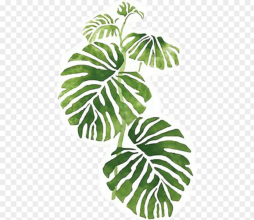 Leaf Swiss Cheese Plant Philodendron Wall Stencil PNG