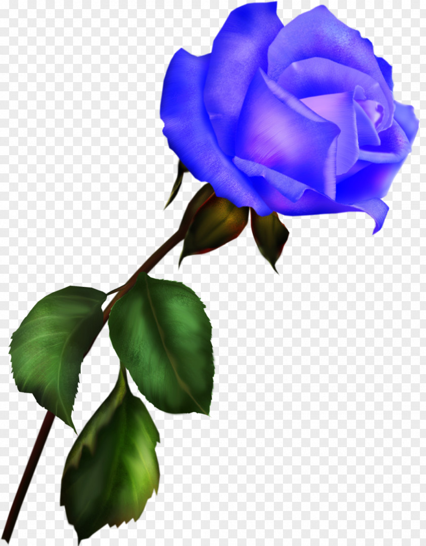 Lilac Blue Rose Garden Roses Digital Image Clip Art PNG