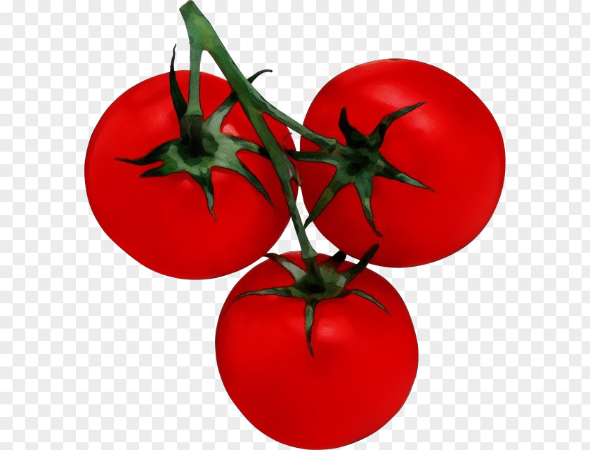 Nightshade Family Leaf Christmas Ornament PNG
