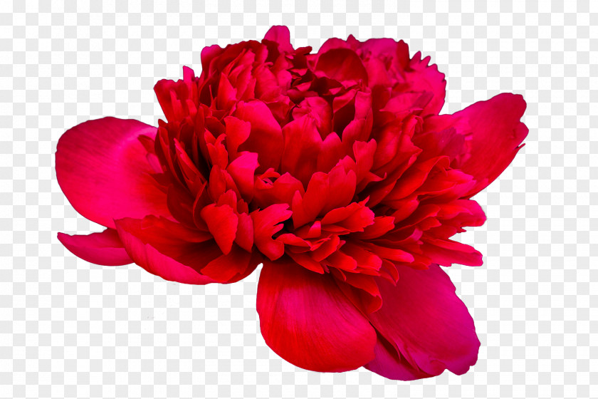 Peony Paeonia 'Coral Charm' Sunset' Cut Flowers PNG