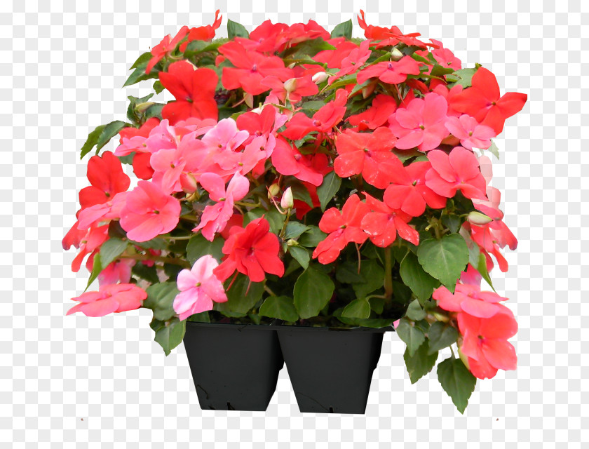 Petunias Impatiens Flowerpot Begonia Houseplant Annual Plant PNG