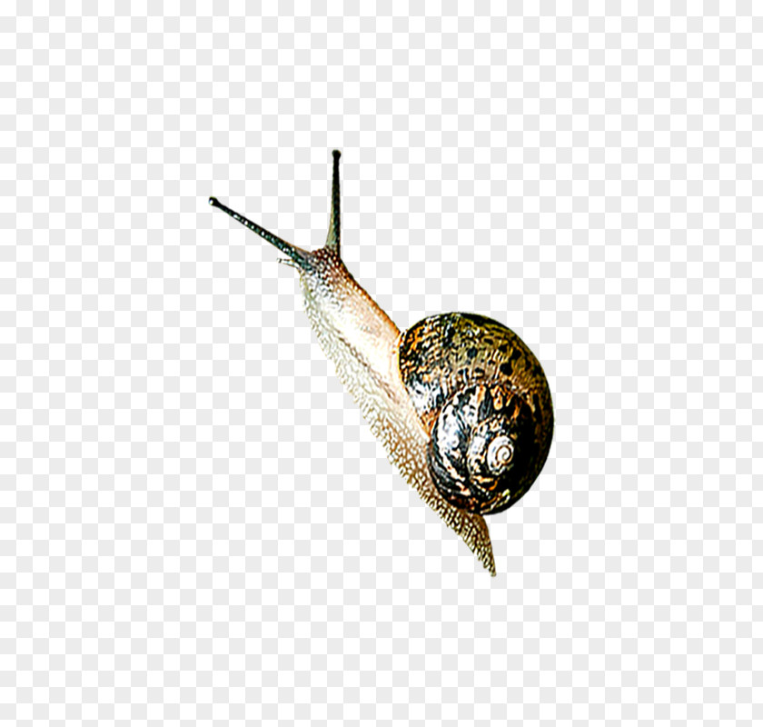 Realistic Snails Snail Orthogastropoda Slug PNG