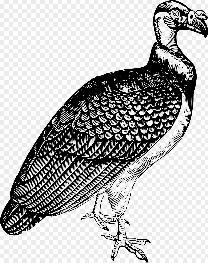 Turkey Vulture Clip Art PNG