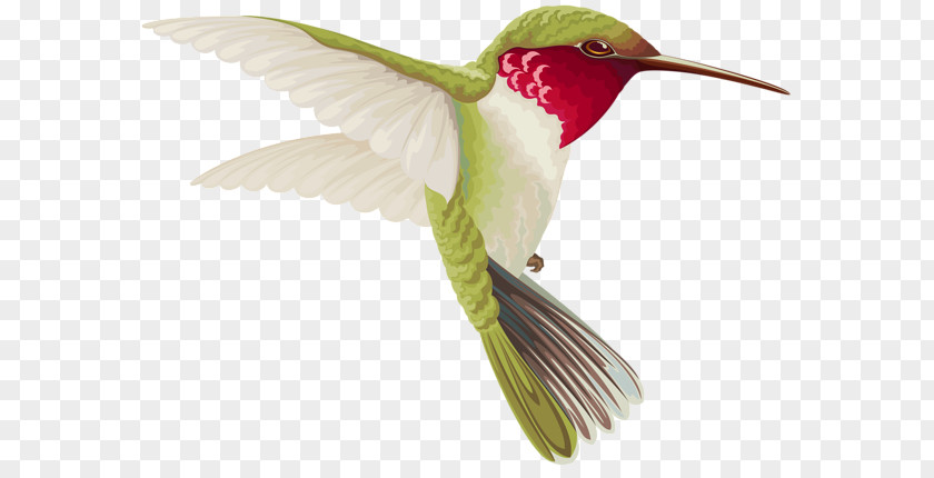 Bird Hummingbird Clip Art PNG