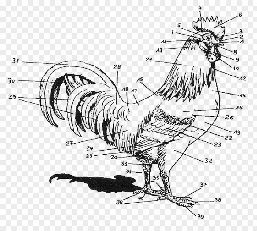 Chicken Rooster Anatomy Human Body Regioni Del Corpo Umano PNG
