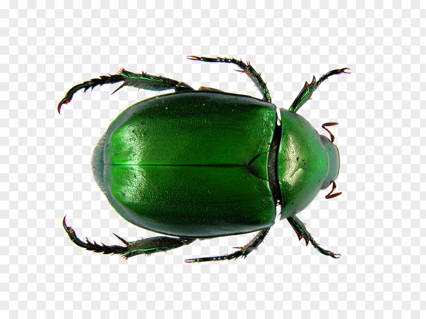 Green Insect Dung Beetle Flower Chafer Scarab Ancient Egypt PNG