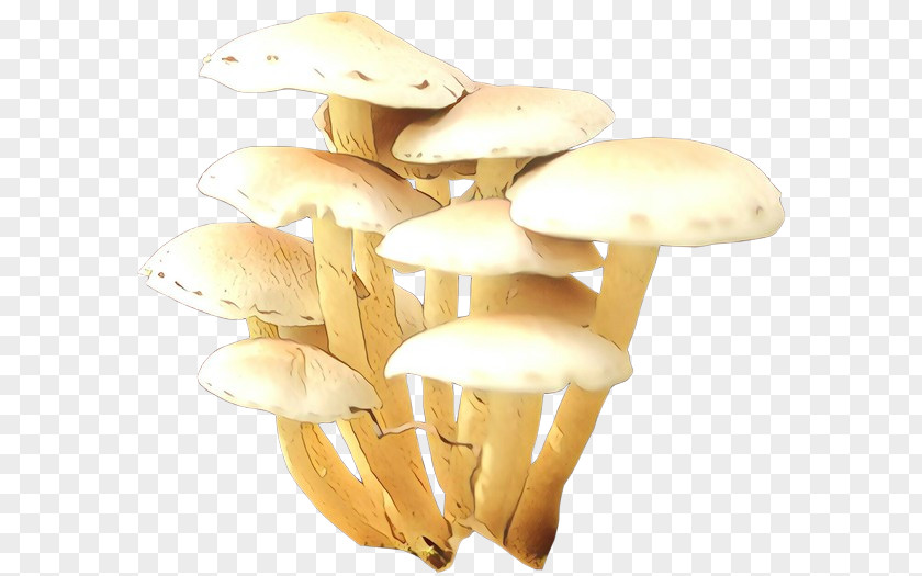 Mushroom Food Image Shiitake PNG