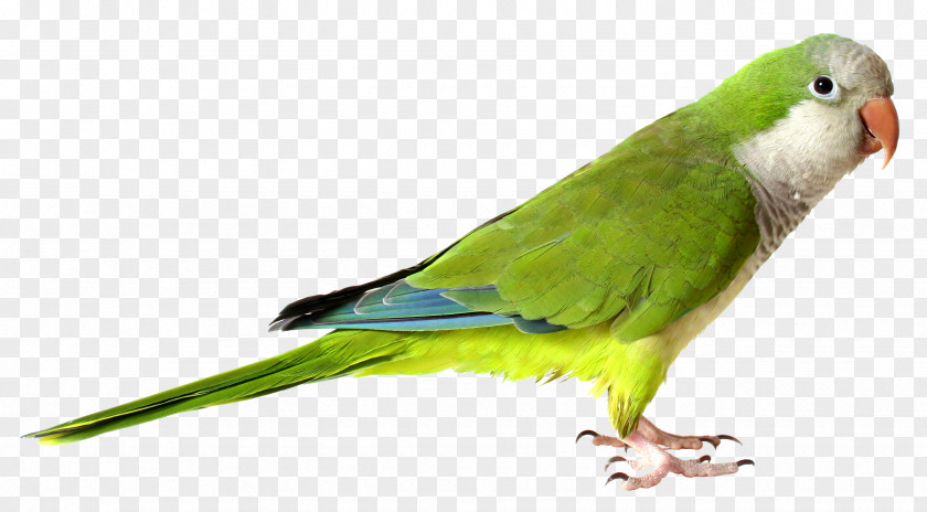 Parrot Monk Parakeet Bird Cockatiel Stock Photography PNG