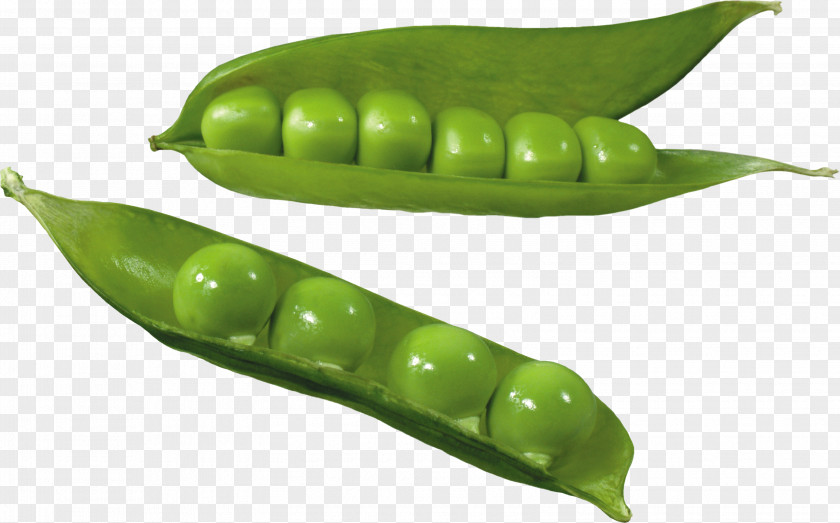 Pea Snow Silique Common Bean Food PNG