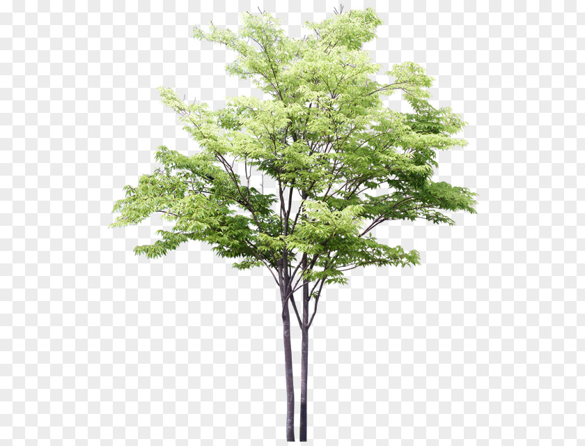 Tree Drawing Watercolor Painting Sketch PNG