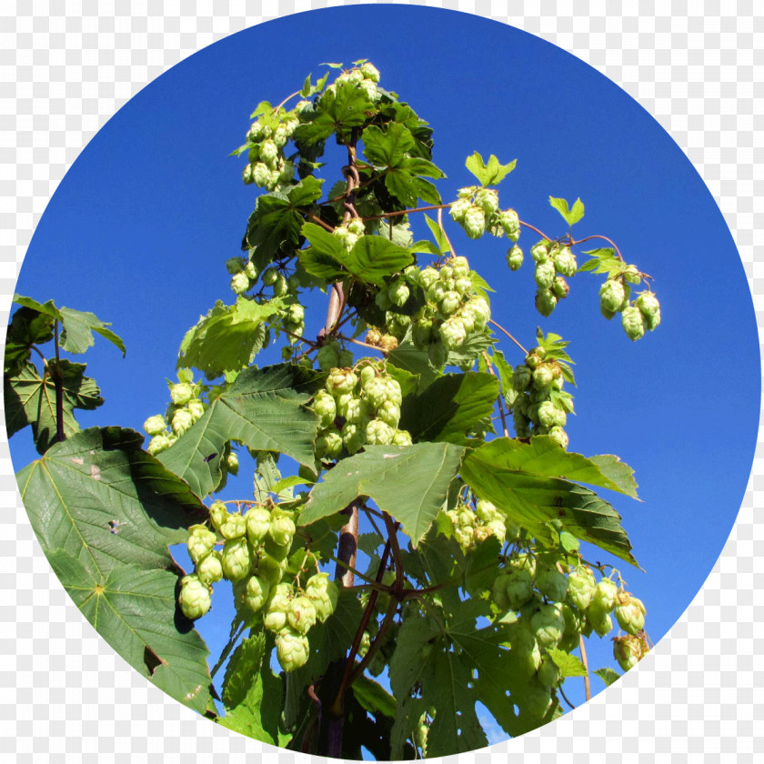Beer Hops India Pale Ale Common Hop Food PNG