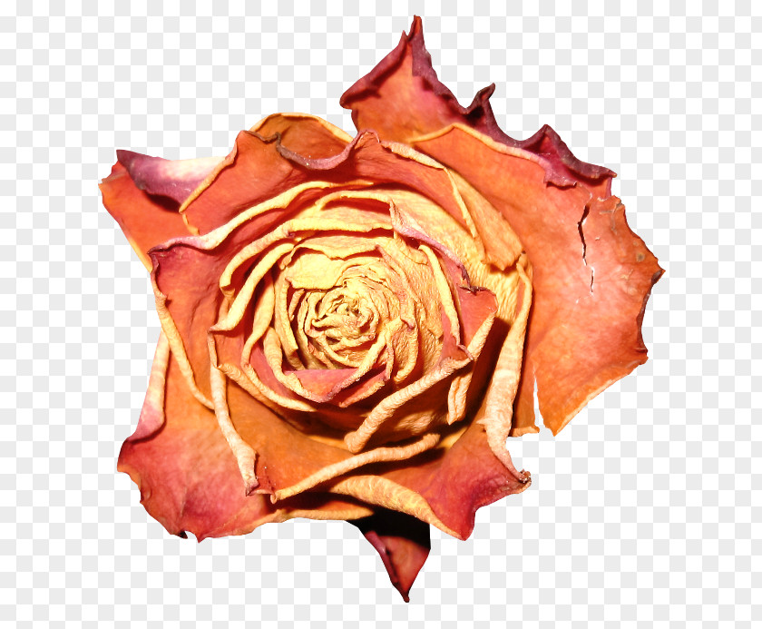 Flower Garden Roses Cabbage Rose Petal Clip Art PNG