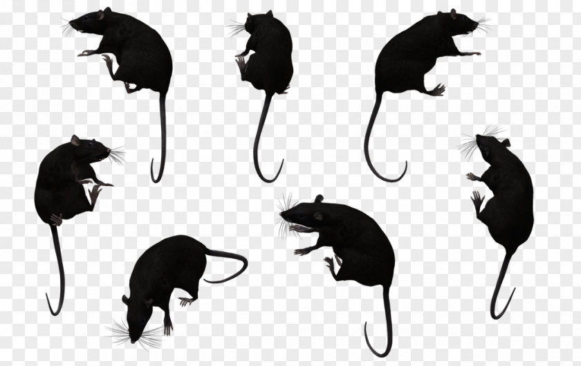 Mouse Cat Black Rat Muroids PNG