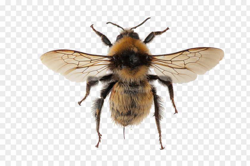 Spider Honey Bee Bombus Distinguendus Tarantula Brachypelma Hamorii PNG