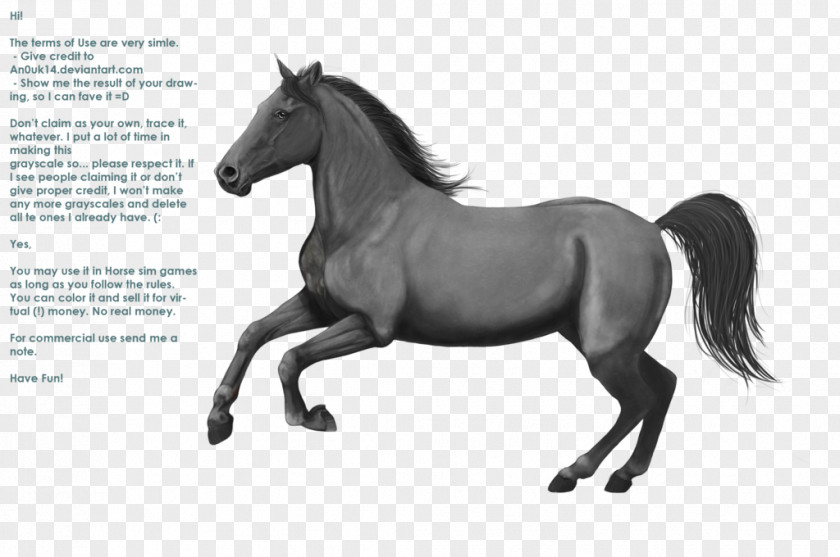 Mustang Mane Appaloosa Pony Stallion PNG