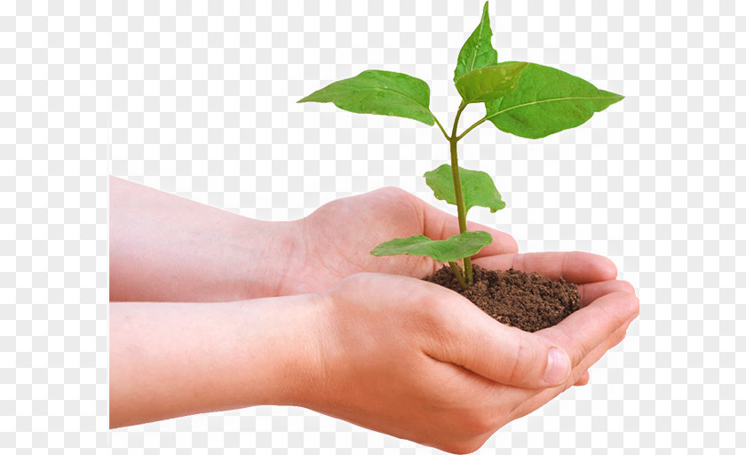 Tree Planting International Day Of Forests Natural Environment Plants PNG