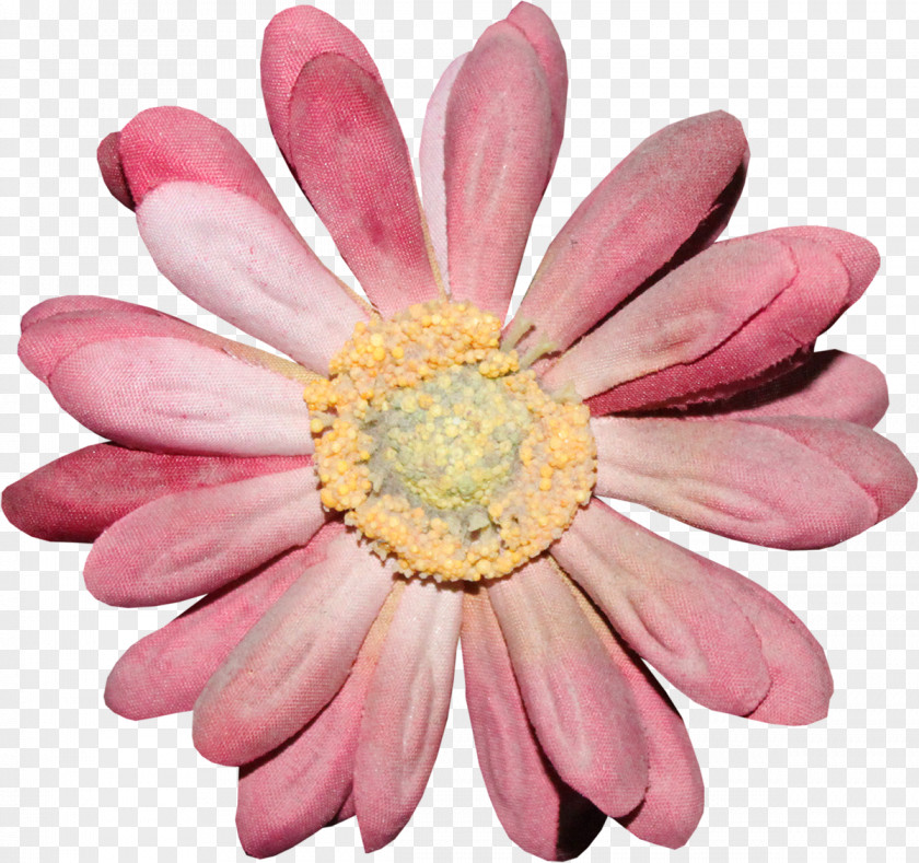 Watercolor Daisy Cut Flowers Transvaal Chrysanthemum Family PNG