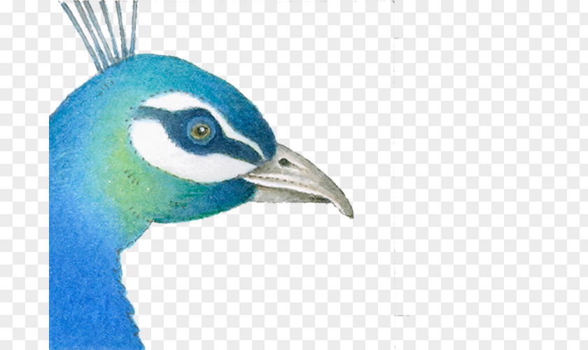 Blue Peacock PNG