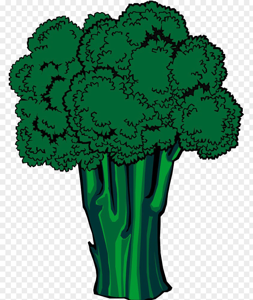 Broccoli Hand-drawn Graphics Adobe Illustrator Clip Art PNG