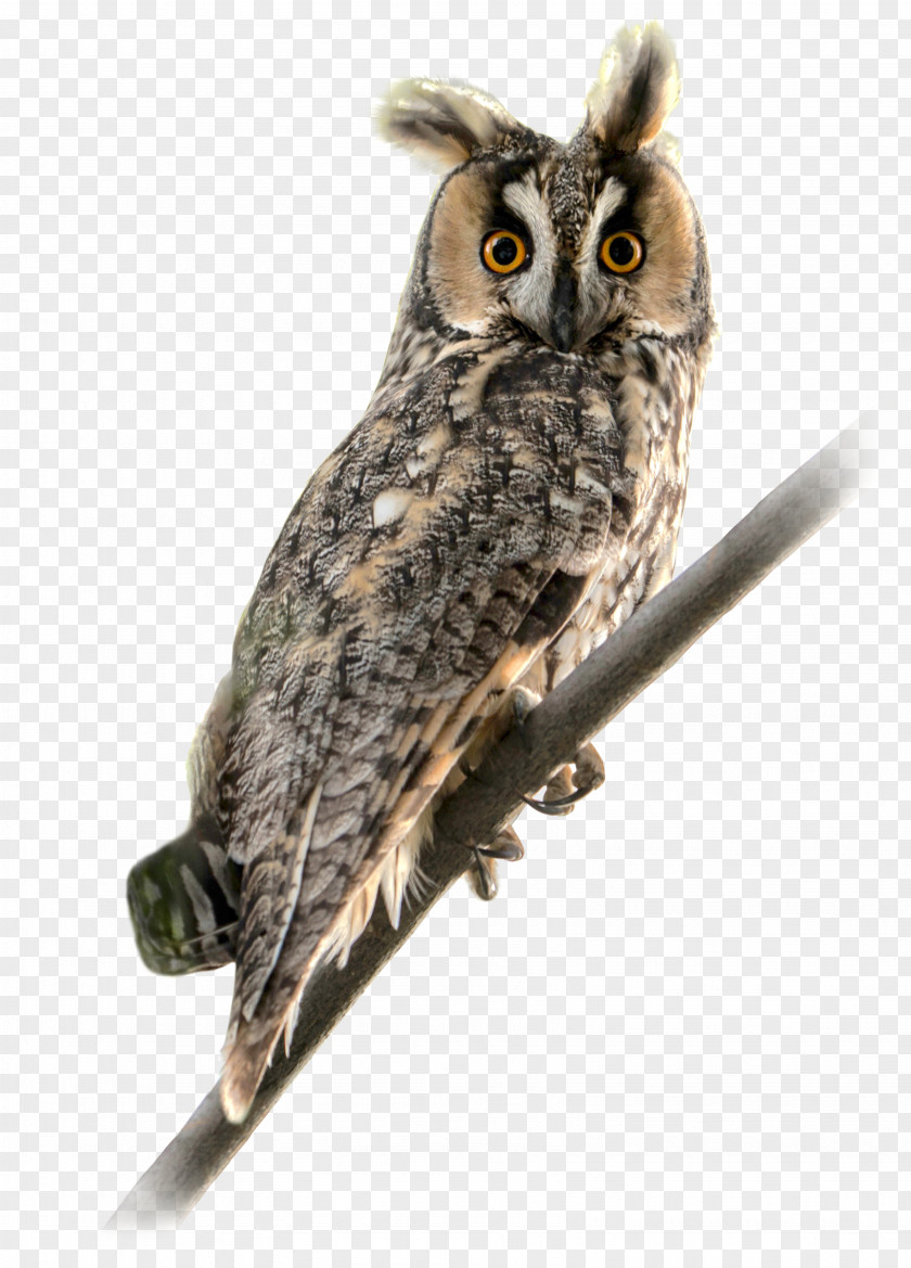 Owl Long-eared Bird Of Prey Short-eared PNG
