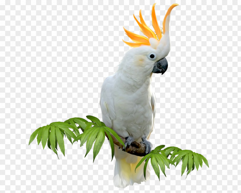 Bird Sulphur-crested Cockatoo Budgerigar Amazon Parrot Parakeet PNG