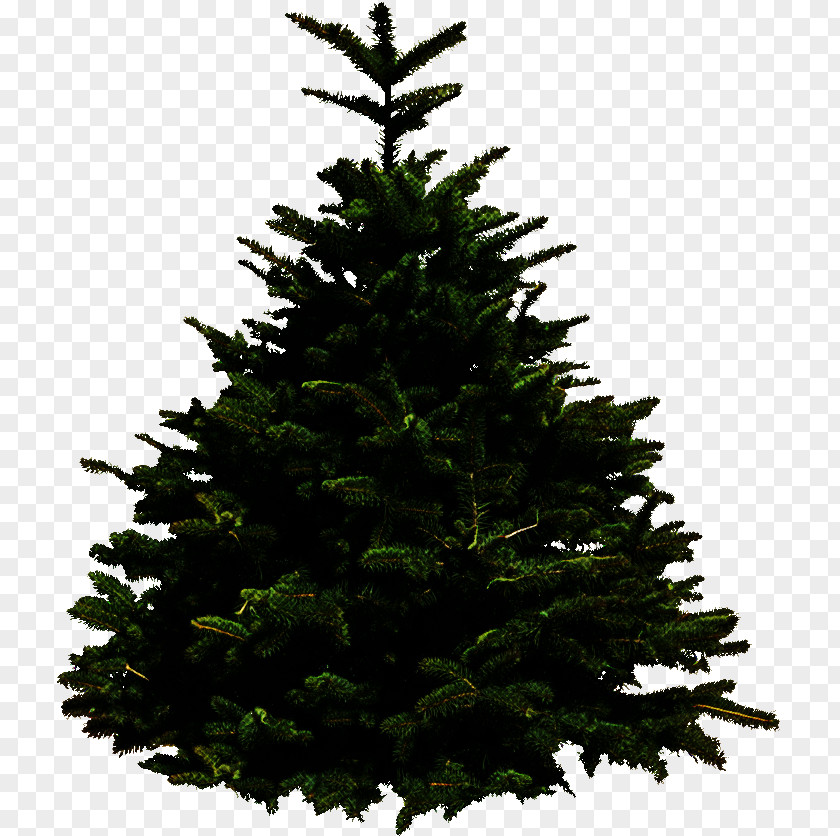 Christmas Tree PNG