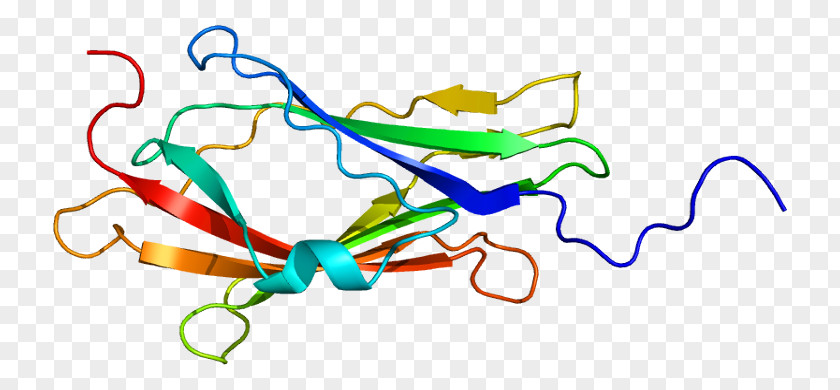 ARHGDIA RHO Protein GDP Dissociation Inhibitor Cdc42 Gene PNG