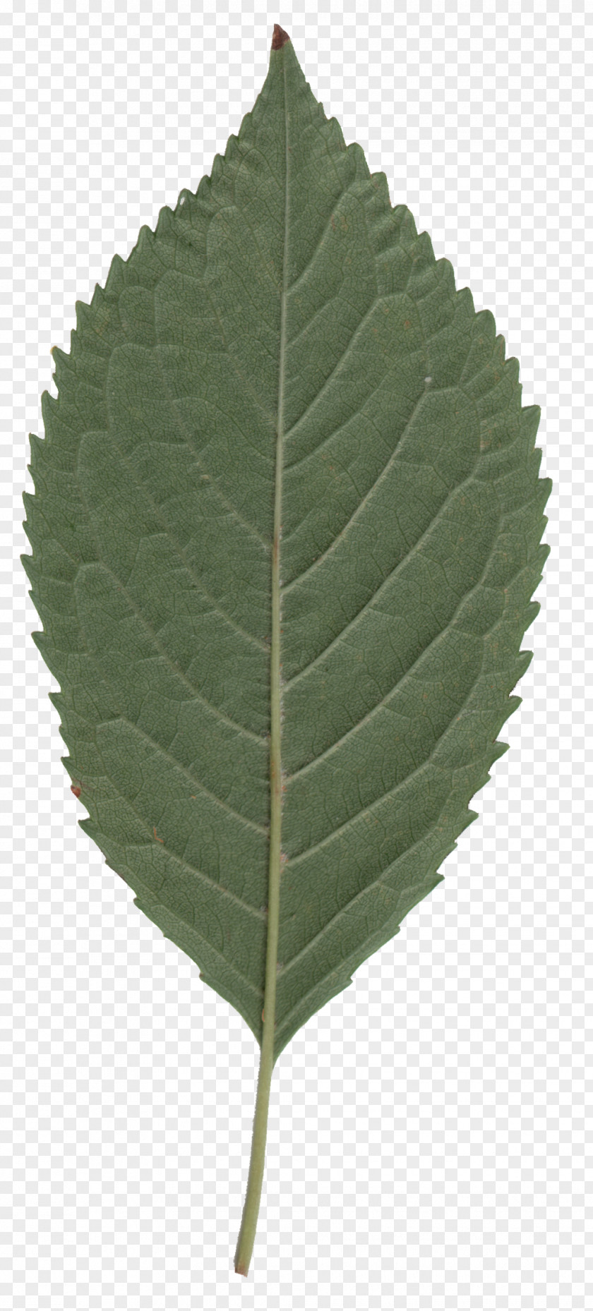 Cherry Leaf Spot Cottonwood Tree Sweet PNG