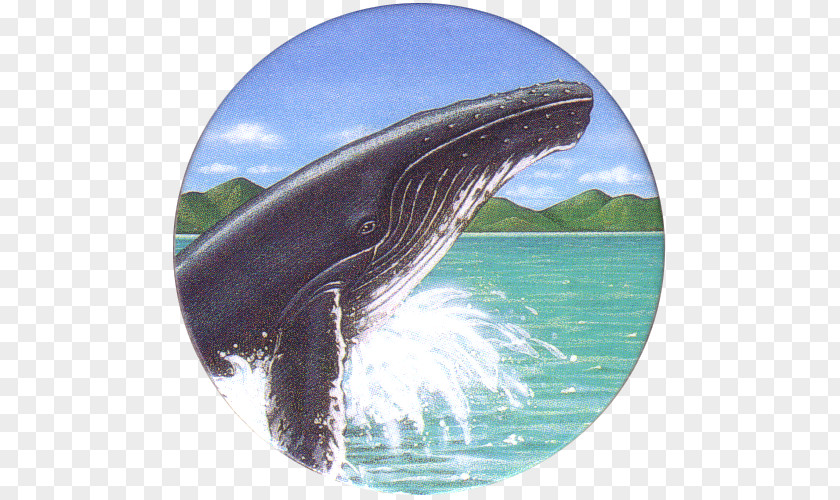 Humpback Whale Wholphin Common Bottlenose Dolphin Killer Gray Water PNG