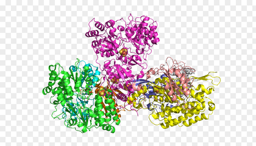 Nicotinamide Adenine Dinucleotide NADH Dehydrogenase (quinone) Respiratory Complex I PNG