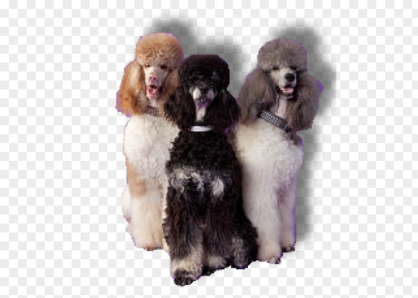 Puppy Standard Poodle Miniature Toy Barbet PNG