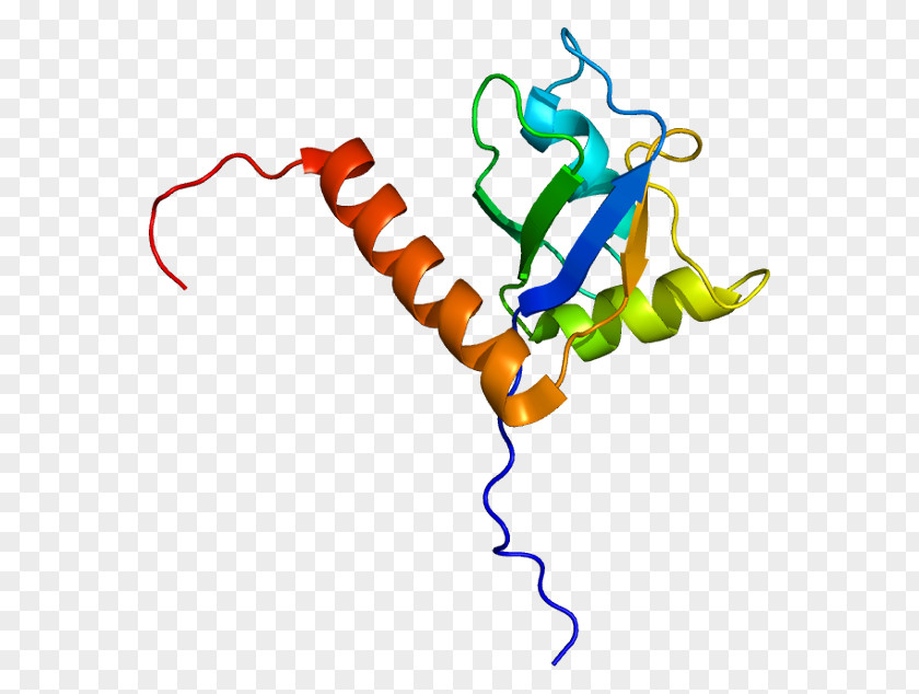 Single-stranded Binding Protein Sjögren Syndrome Antigen B PNG