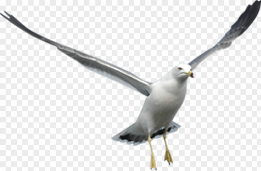 Tail Gull Bird Cartoon PNG
