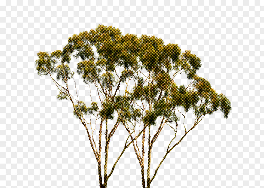 Tree Plant Woody Flower Branch PNG