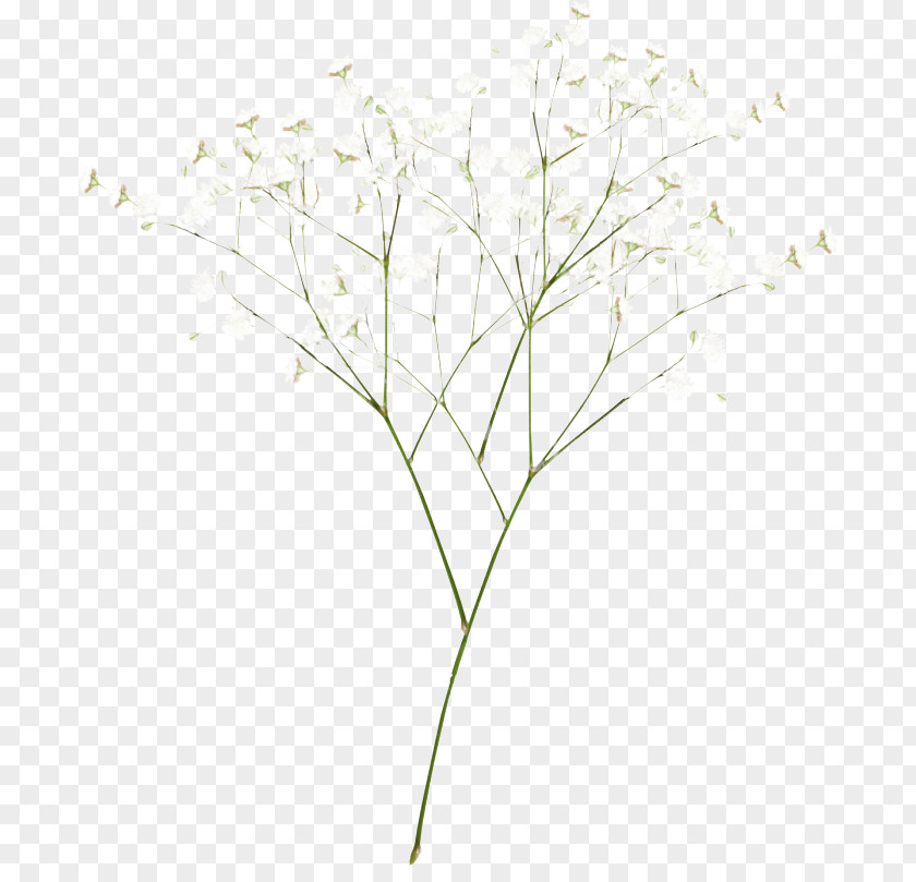Branch Flowering Plant Family Tree Background PNG