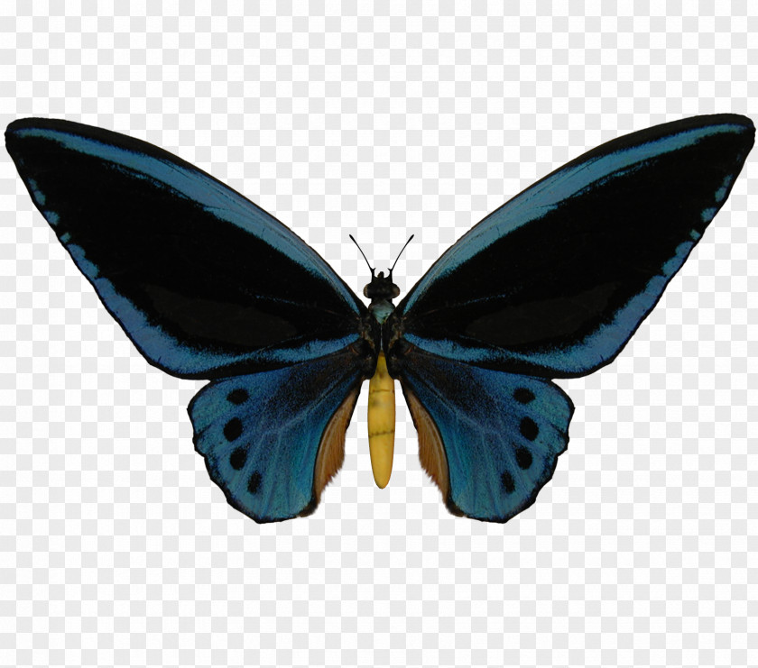 Butterfly Lycaenidae Ornithoptera Priamus Birdwing PNG