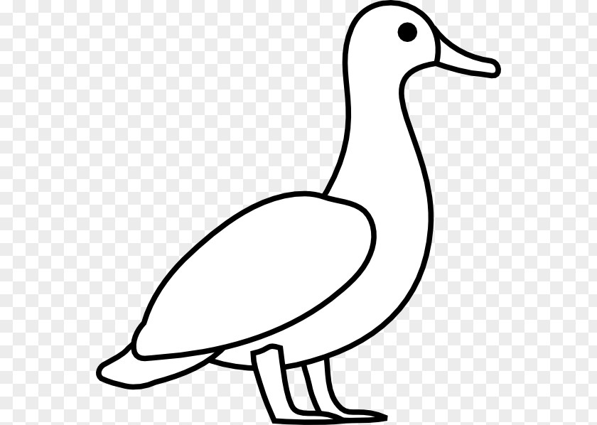 Duck Outline American Pekin Mallard Clip Art PNG