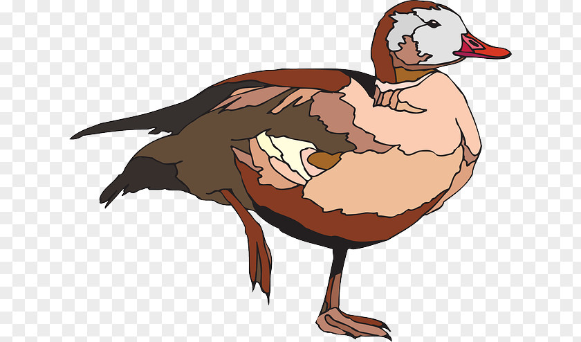 Duck The Ugly Duckling Goose Cygnini Bird PNG