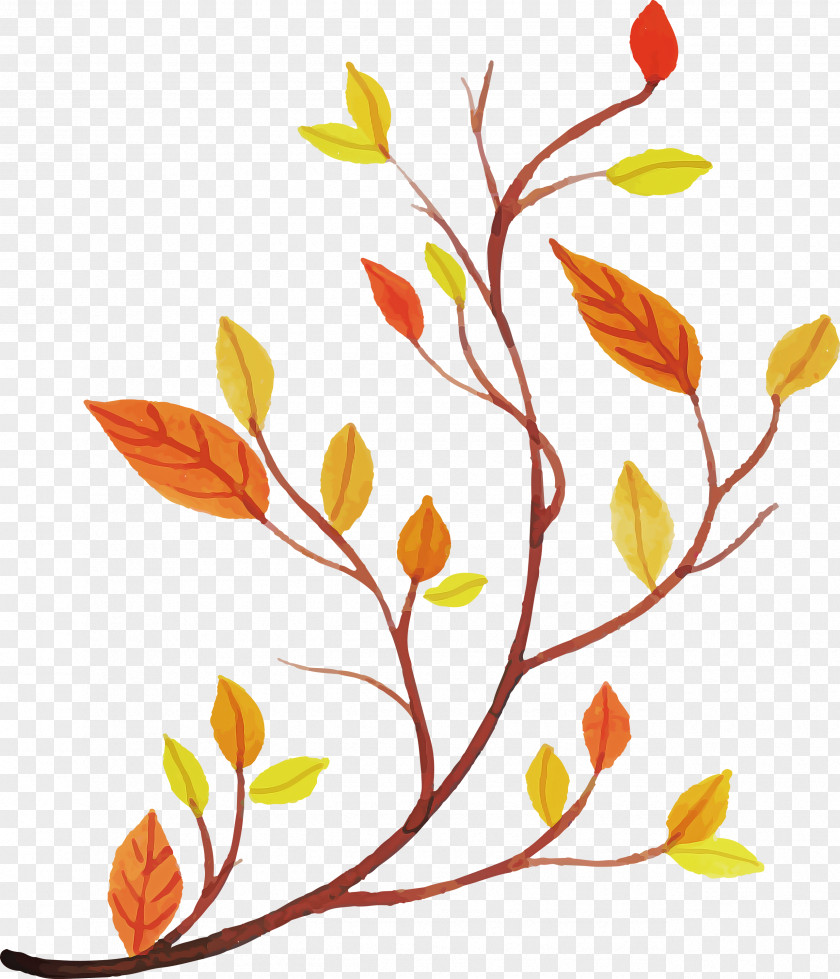 Floral Design PNG