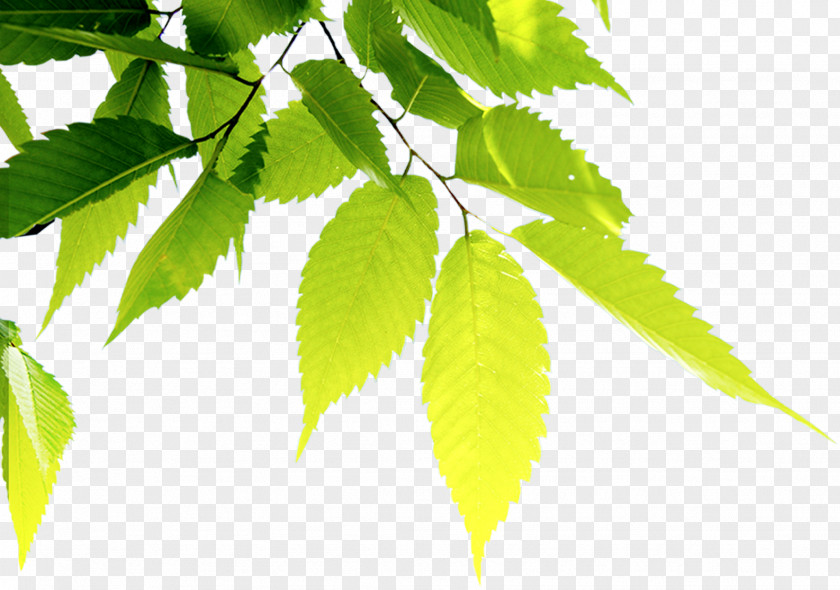 Leaves Taiwanese Cuisine Design Image DianPing Paper PNG