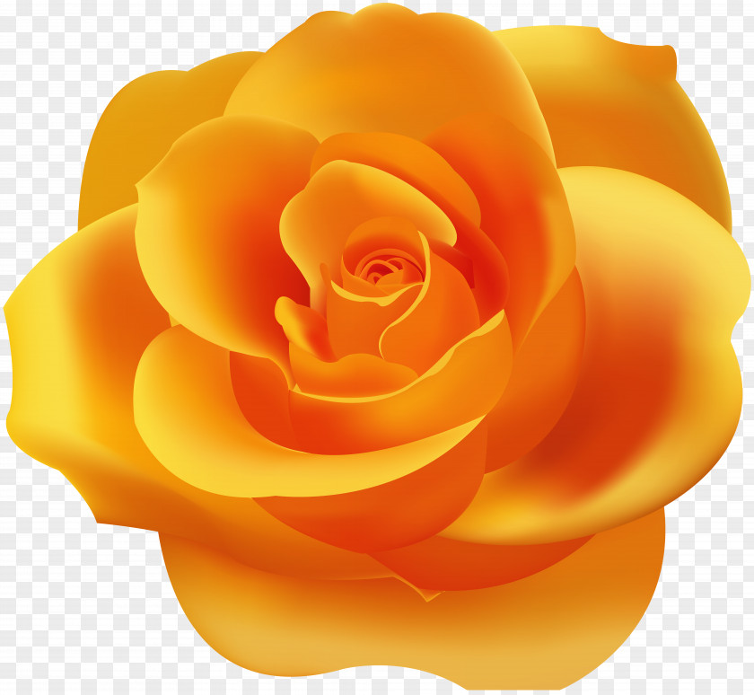 Orange Rose Clip Art Garden Roses Yellow Wallpaper PNG