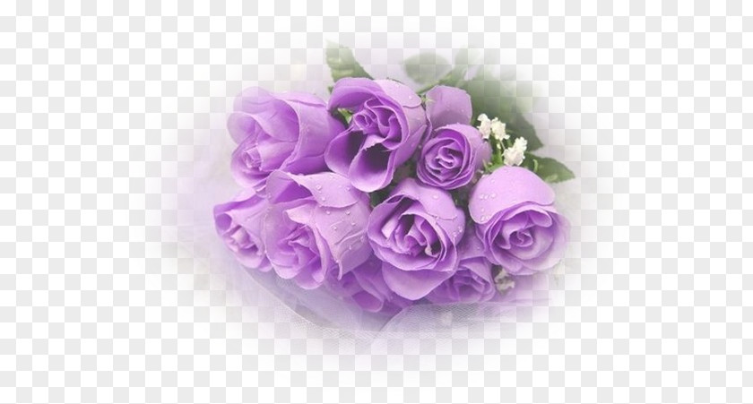 Violet Rose Valentine's Day Propose Wish Happiness PNG