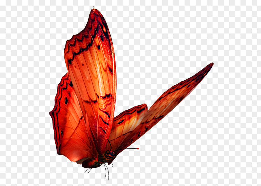 Butterfly Pictures Clip Art PNG