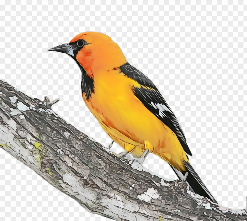 Evening Grosbeak Oriole Bird Beak Old World Finch Songbird PNG