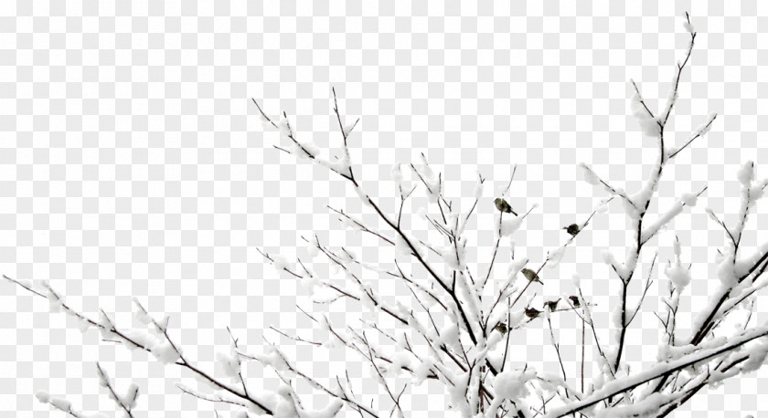 Free Snow Hanging Tree Branch To Pull The Material Sparrow Google Images PNG