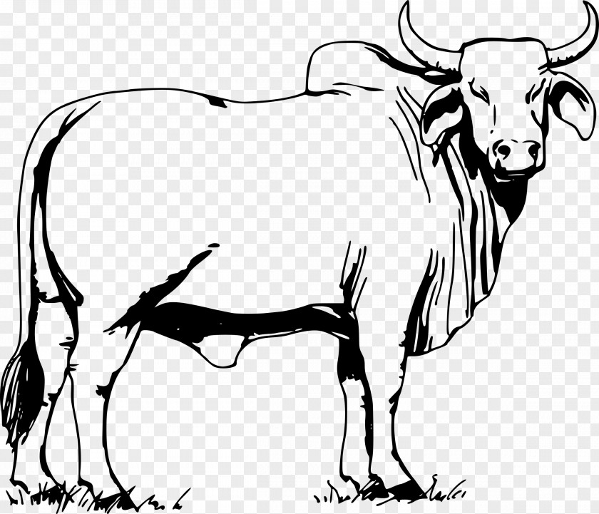 Bull Ox Brahman Cattle Clip Art PNG